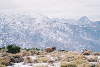 Scenic view of snowcapped mountain against sky