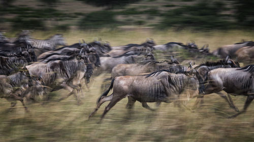 Flock of sheep running