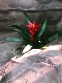 Close-up of red flowers