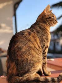 Close-up of a cat sitting on table