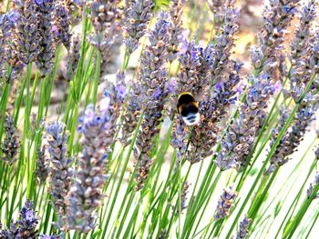 Close-up of bee on purple flowers