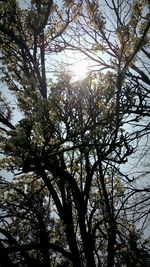 Low angle view of trees against sky