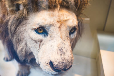 High angle view of taxidermy lion at home