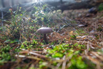 Close-up of mushroom growing on field