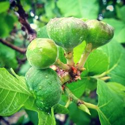 Close-up of fruit growing on tree