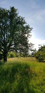 Trees on field against sky