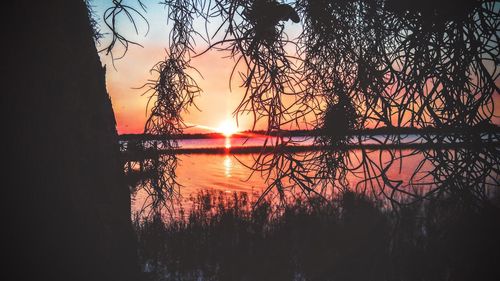 Silhouette of trees at sunset