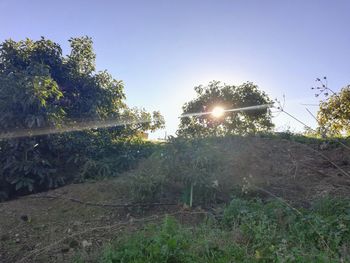 Sunlight streaming through trees on field against sky