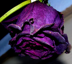 Close-up of purple rose