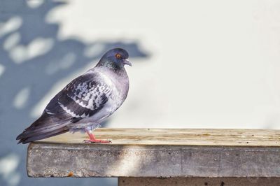 Close-up of bird perching on wood
