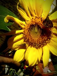 Close-up of sunflower