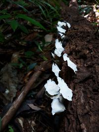 High angle view of white mushrooms growing in forest