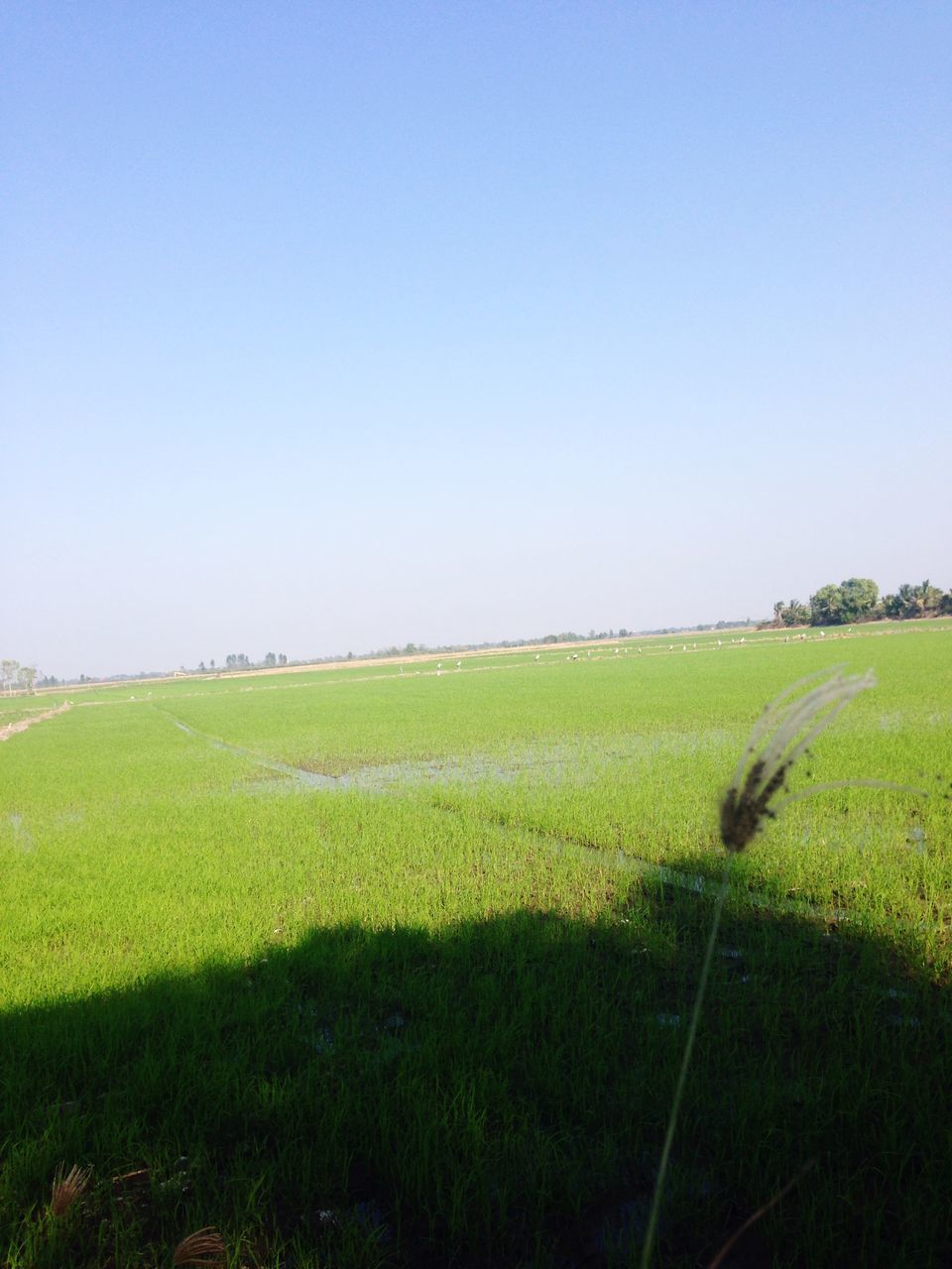 clear sky, grass, copy space, field, tranquility, landscape, tranquil scene, grassy, green color, blue, beauty in nature, scenics, nature, growth, green, rural scene, day, outdoors, horizon over land, idyllic