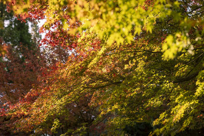 Low angle view of trees during autumn