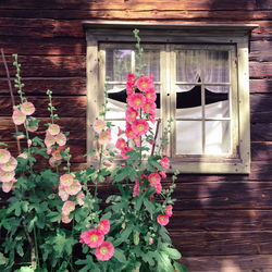 Flowers on window of building