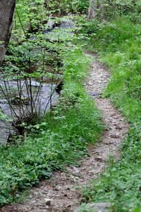 Dirt road amidst trees