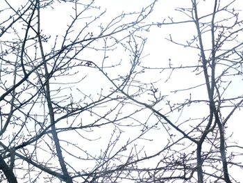 Low angle view of bare tree against clear sky