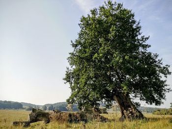Trees on field against sky