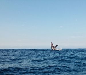 Scenic view of sea against clear blue sky