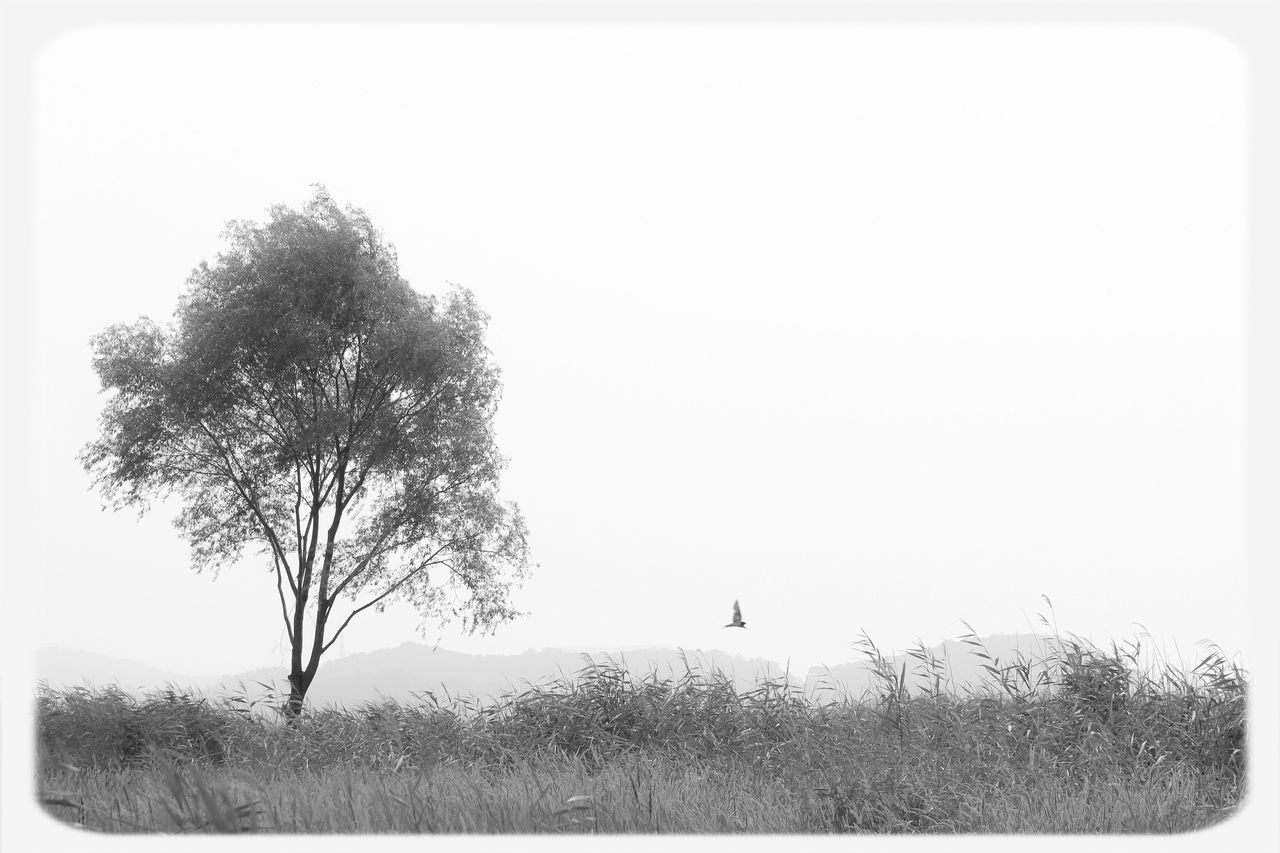 transfer print, auto post production filter, tree, clear sky, copy space, tranquility, nature, tranquil scene, branch, day, no people, beauty in nature, outdoors, growth, vignette, bare tree, scenics, silhouette, sky