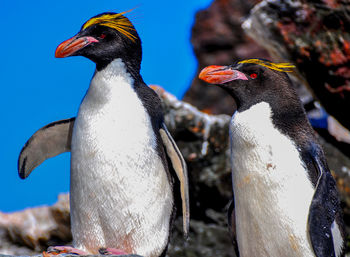 Close-up of penguin