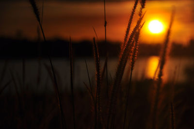 Close-up of wheat growing on field against sky during sunset