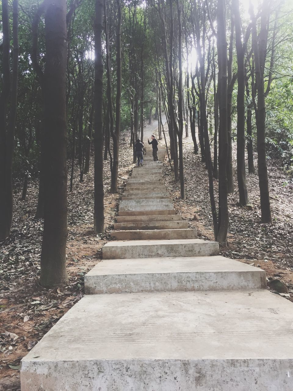 tree, the way forward, steps, steps and staircases, staircase, sunlight, forest, diminishing perspective, growth, tranquility, nature, footpath, railing, tranquil scene, vanishing point, day, outdoors, shadow, park - man made space, no people