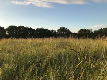 Wheat field against sky