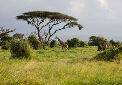 View of horse on field against sky