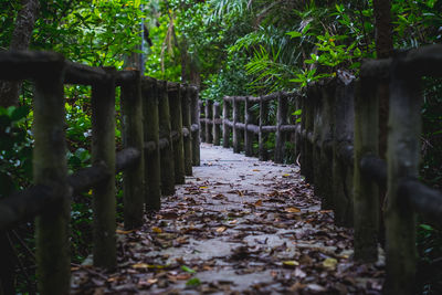 Footpath amidst trees