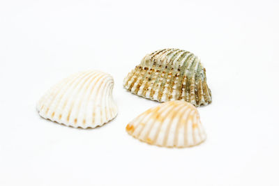 shell