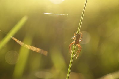 Close-up of insect on blade of grass