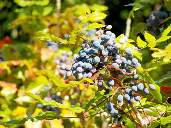 Close-up of berries growing on plant