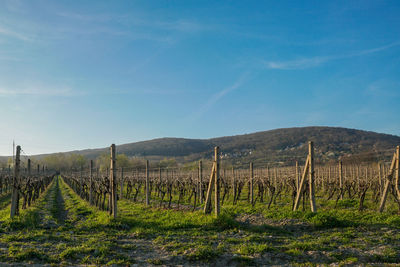 Scenic view of vineyard against sky