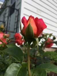 Close-up of red flower