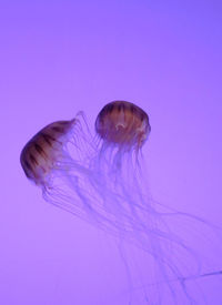 Close-up of jellyfish against blue background