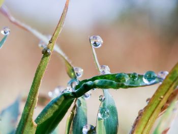 Close-up of raindrops on plant