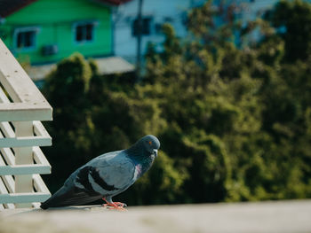 Close-up of bird perching on a tree