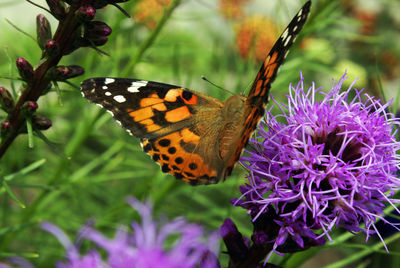 Close-up of butterfly pollinating on purple flower