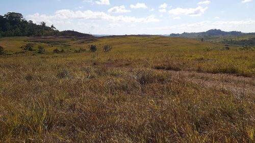 Scenic view of field against sky