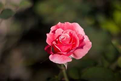 Close-up of pink rose