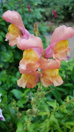 Close-up of flower blooming outdoors