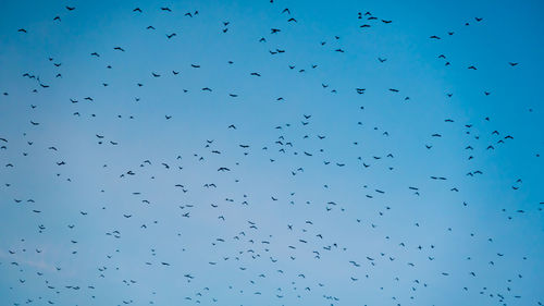 Low angle view of birds flying in sky