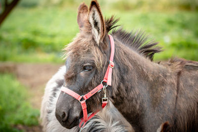 Close-up of a horse