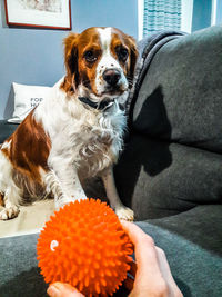 Portrait of dog sitting on sofa at home
