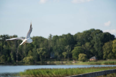 Swan flying over river against sky