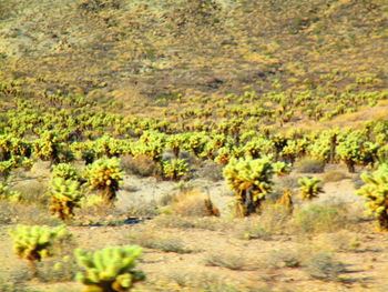 Scenic view of field and trees during autumn