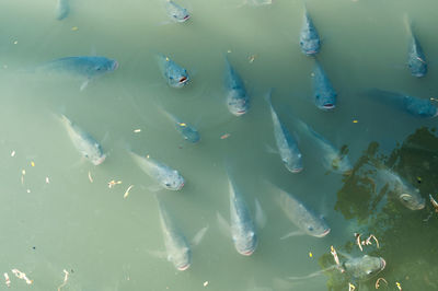 High angle view of fish swimming in sea