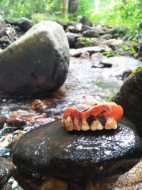 Close-up of crab on rock