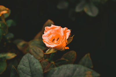 Close-up of orange rose